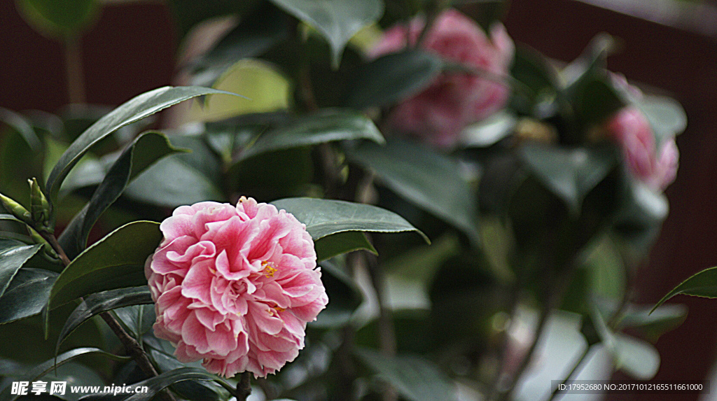 茶花