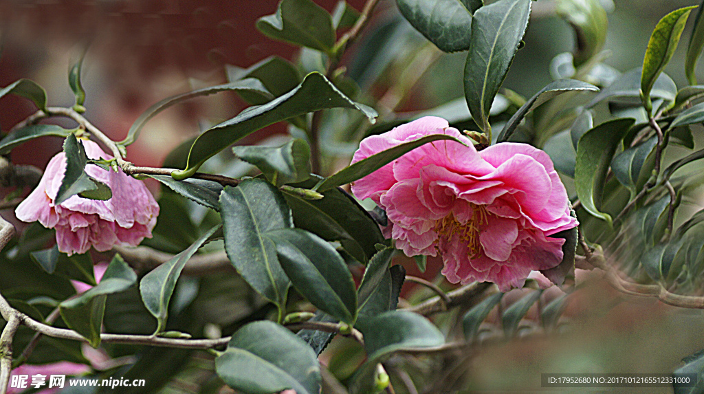 茶花