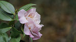 茶花
