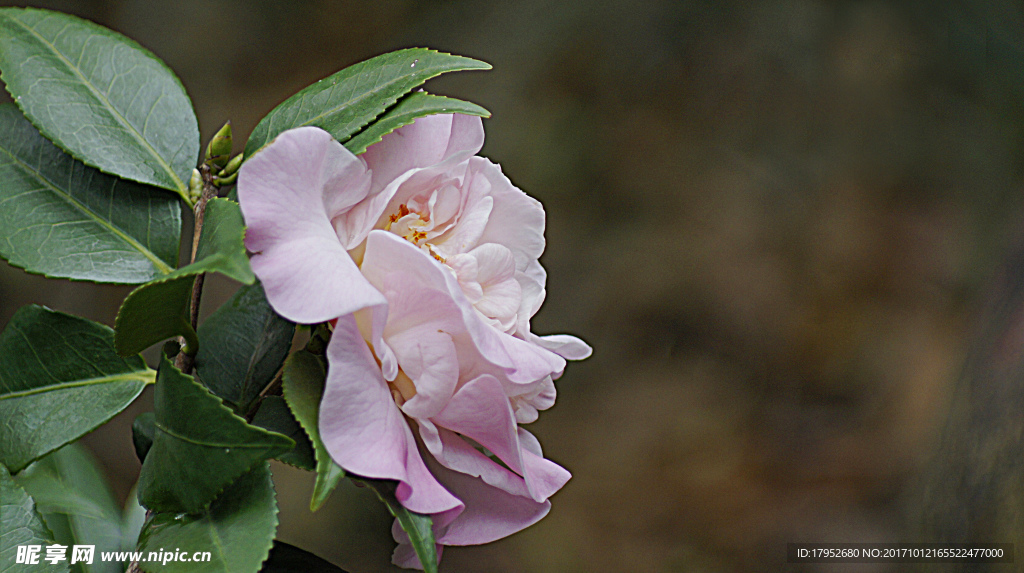茶花
