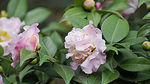 茶花