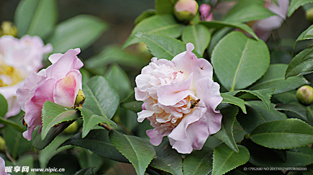 茶花