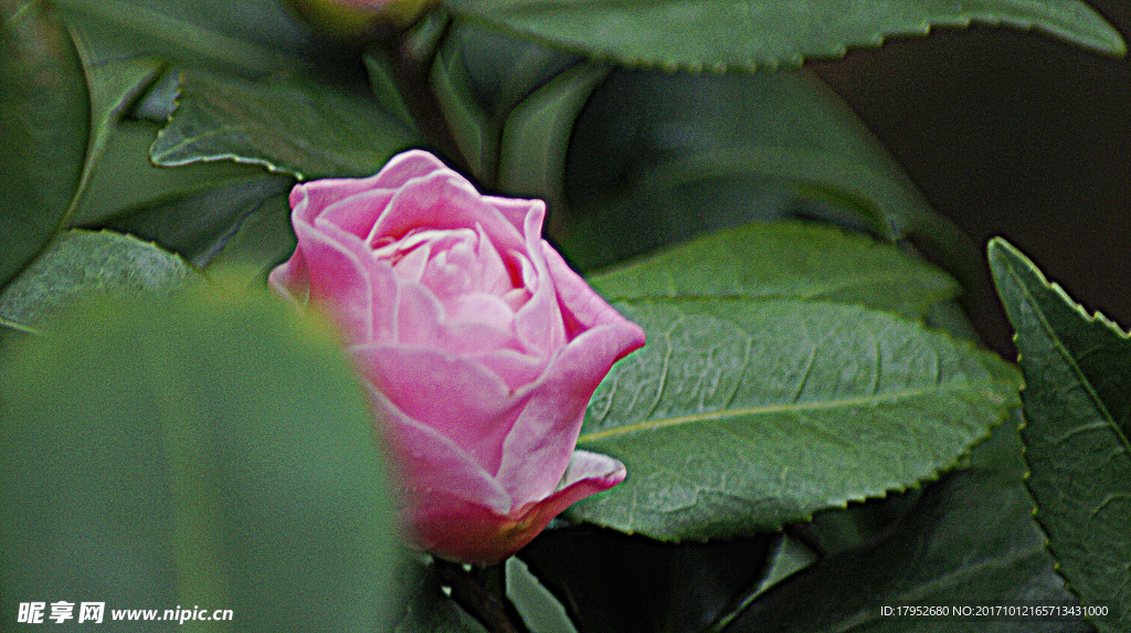 茶花