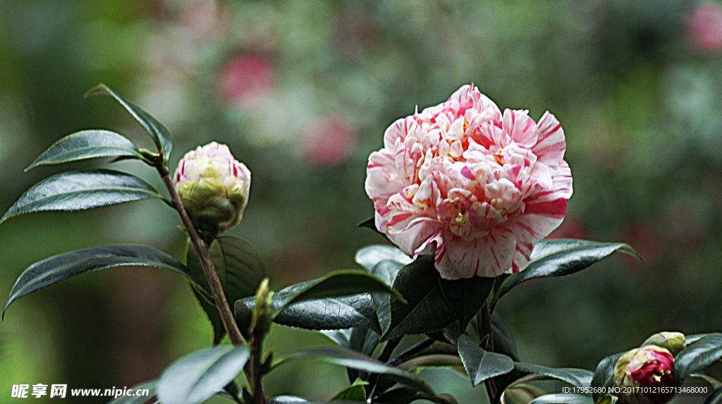 茶花