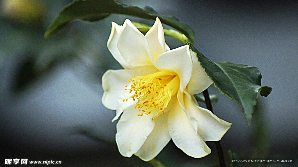 茶花