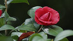 茶花
