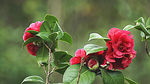 茶花