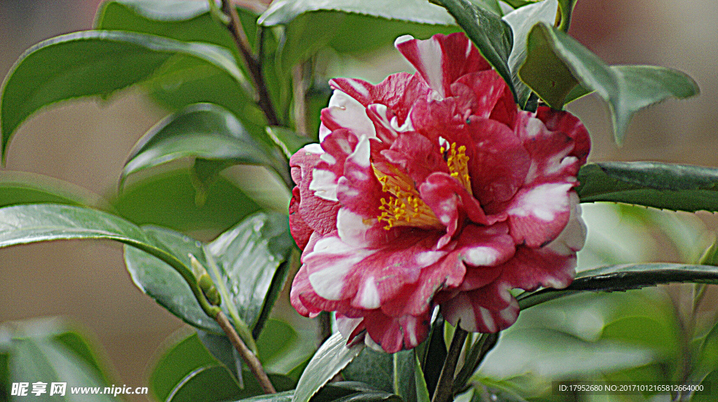 茶花