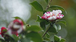 茶花