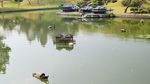 西湖5