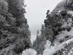 雪树