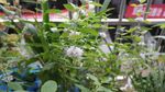 薄荷花