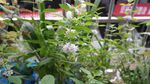 薄荷花
