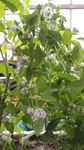 薄荷花
