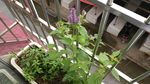 藿香花