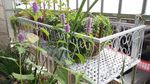 藿香花