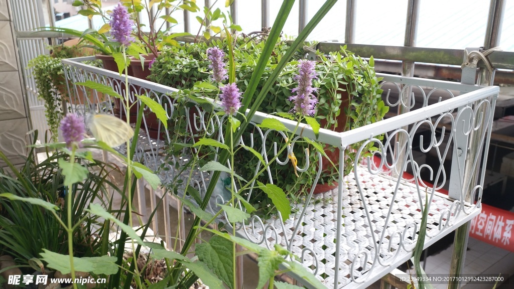 藿香花