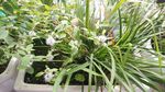 薄荷花 石菖蒲
