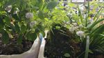薄荷花