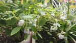 薄荷花