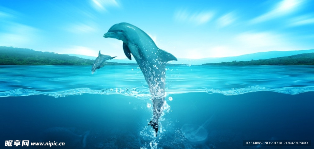 海豚海报
