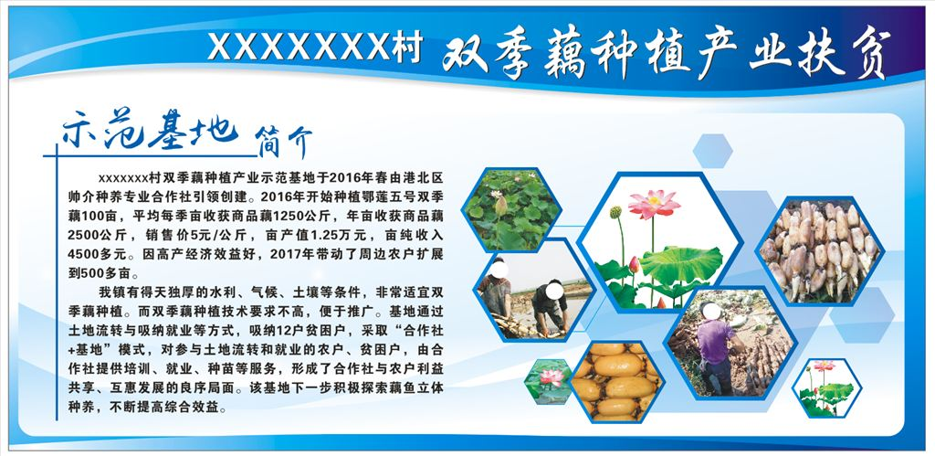 莲藕种植基地
