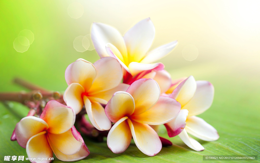 玉兰花
