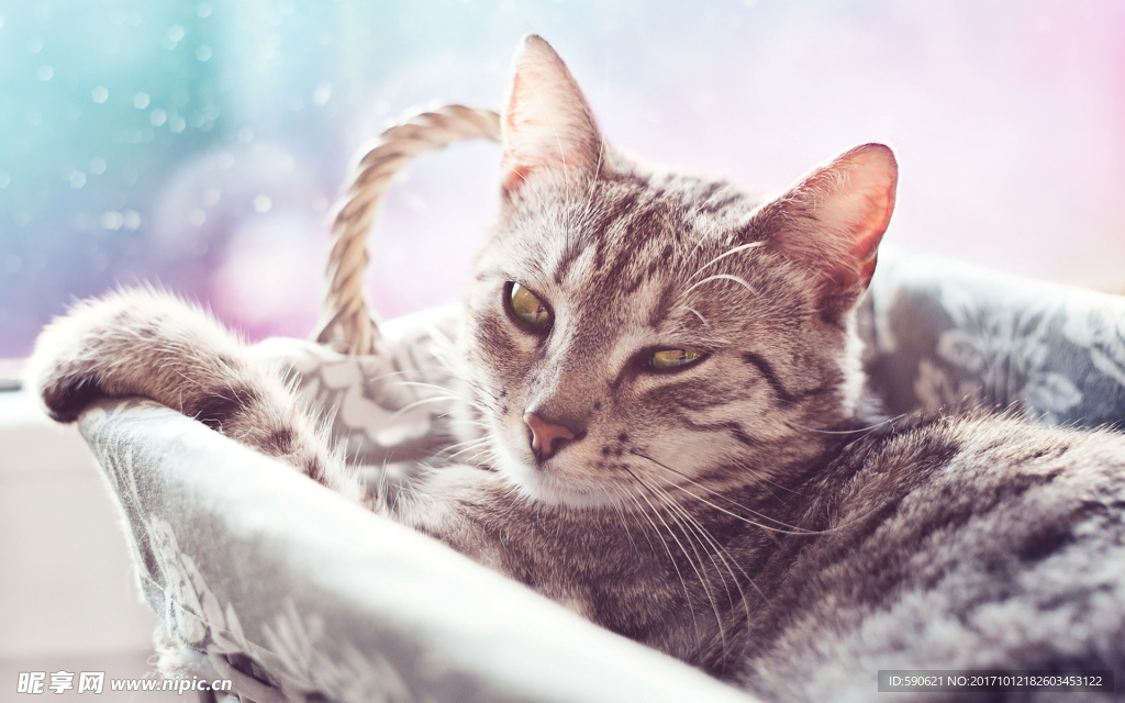 猫
