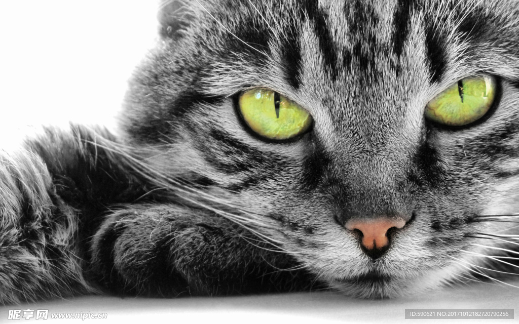 猫