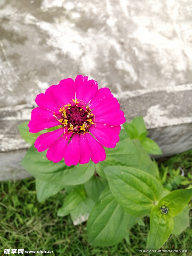 花