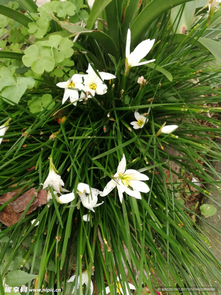 花