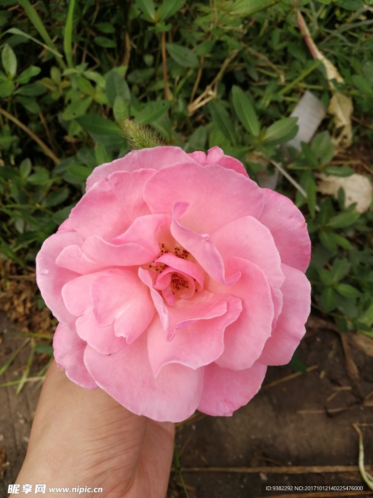 月季花