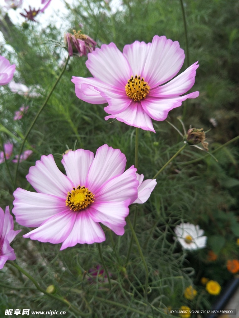 格桑花