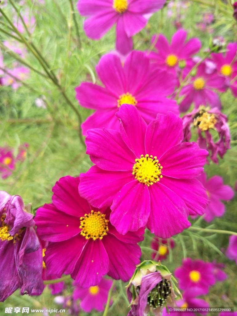 格桑花