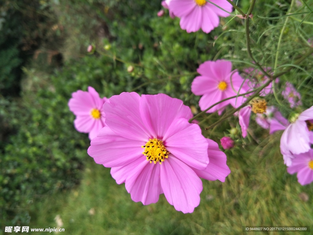 格桑花