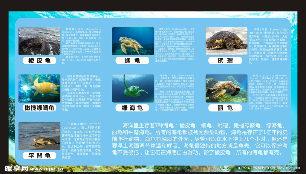 海龟介绍