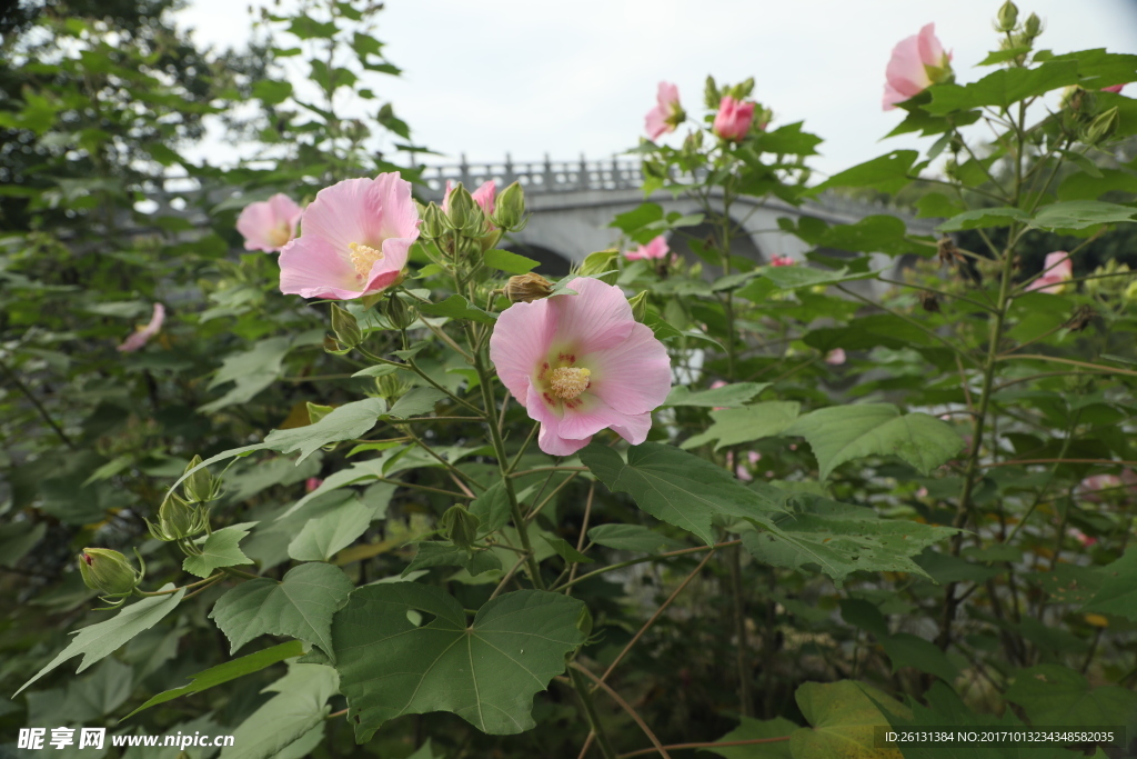 木芙蓉