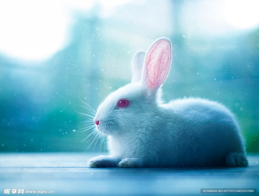 清新唯美小兔子