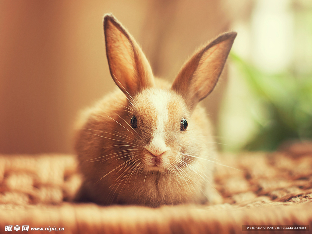 唯美可爱的兔子