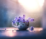紫色的花儿花卉