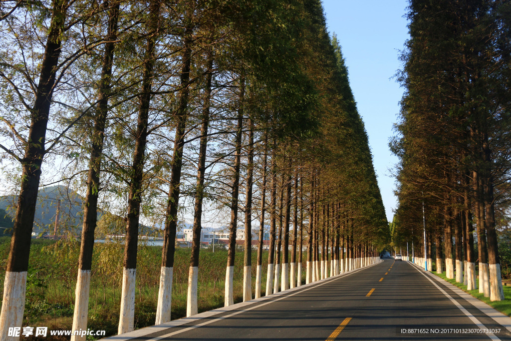 美丽乡村公路水杉林