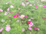 格桑花