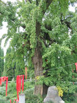 许愿树