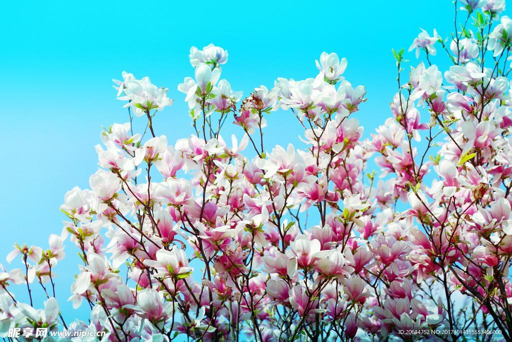 美丽的百合花