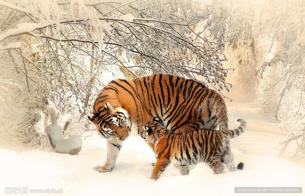 雪地中行走的老虎