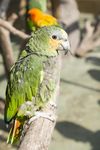 长春动植物园绿鹦鹉