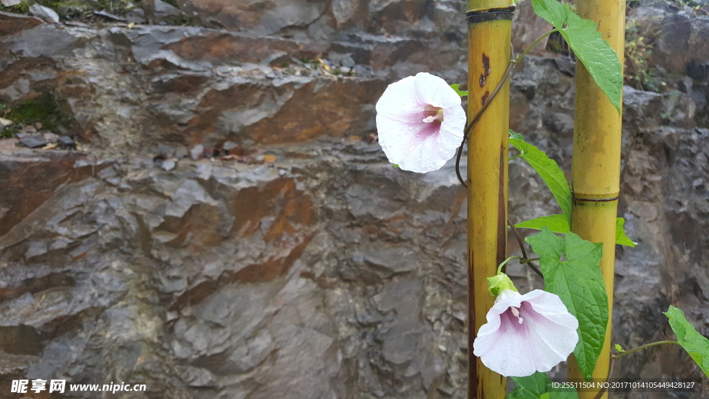 牵牛花