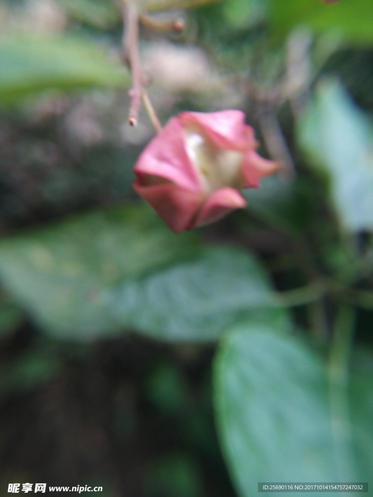 花苞