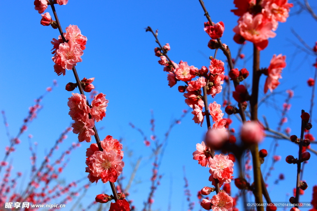 竹林关桃花谷