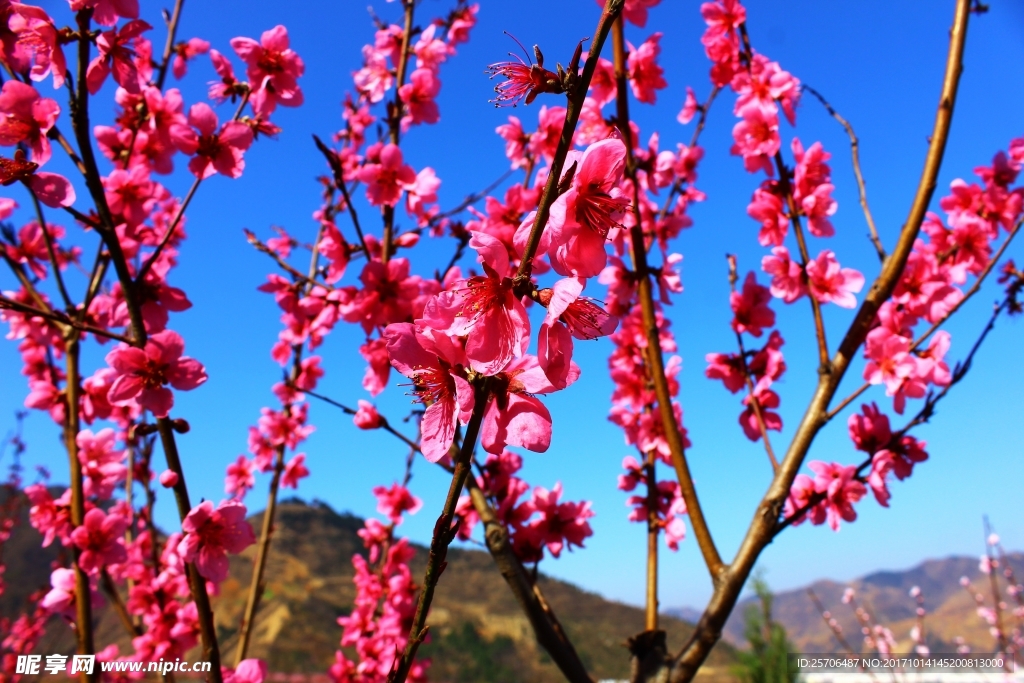 竹林关桃花谷